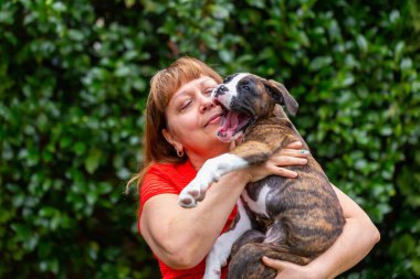 Bahçesinde küçük şirin bir boksör köpeği olan Beyaz Yaşlı Kafkas Kadın. Vancouver, British Columbia, Kanada 'da çekildi..