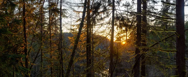 Bosques Verdes Hermosos Vibrantes Con Árboles Frescos Cerca Lago Durante — Foto de Stock