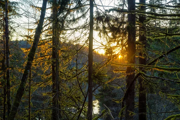 Gyönyörű Élénk Zöld Erdők Friss Fákkal Közelében Naplementekor White Pine — Stock Fotó