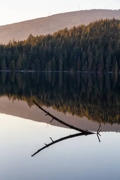 Boschi Verdi Belli Vibranti Con Alberi Freschi Vicino Lago Durante — Foto Stock