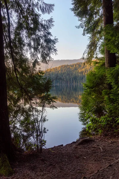 Krásné Pulzující Zelené Lesy Čerstvými Stromy Jezera Při Západu Slunce — Stock fotografie
