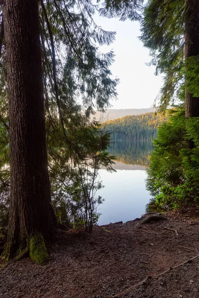 夕日の間 湖の近くに新鮮な木がある美しく活気のある緑の森 ホワイトパインビーチ ポートムーディー バンクーバー ブリティッシュコロンビア州 カナダで撮影 — ストック写真