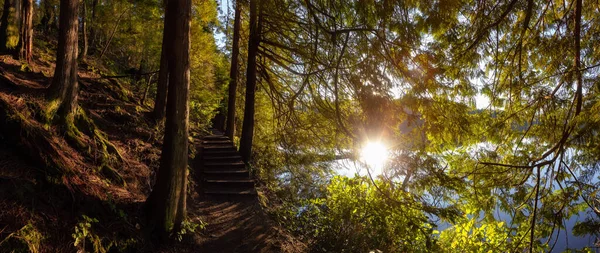 Trilha Bonita Vibrante Nos Bosques Verdes Com Árvores Frescas Perto — Fotografia de Stock