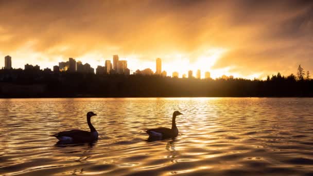 Cinemagraph Continuous Loop Animação de gansos selvagens em Deer Lake — Vídeo de Stock