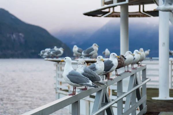 Flock Seagulls Sitting Railing Ocean Vibrant Winter Sunrise Taken Porteau — Stock Photo, Image
