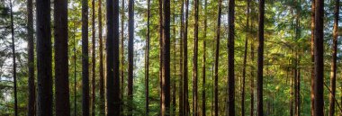 Güneşli bir kış gününde Büyülü Yağmur Ormanı 'nın güzel Panoramik Manzarası. Belcarra, Vancouver, British Columbia, Kanada 'da çekilmiş. Doğa Panorama Arkaplanı
