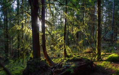 Güneşli bir kış gününde Büyülü Yağmur Ormanı 'nın güzel Panoramik Manzarası. Belcarra, Vancouver, British Columbia, Kanada 'da çekilmiş. Doğa Panorama Arkaplanı