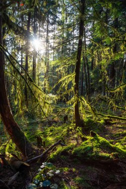 Güneşli bir kış gününde Büyülü Yağmur Ormanı 'nın güzel manzarası. Belcarra, Vancouver, British Columbia, Kanada 'da çekilmiş. Doğa Arkaplanı