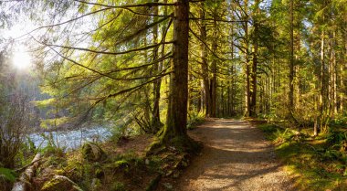 Güneşli bir kış gününde, renkli ve canlı yağmur ormanlarında güzel bir patika. Vancouver, British Columbia, Kanada yakınlarındaki Golden Ears İl Parkı 'nda çekildi..
