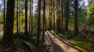 Güneşli bir kış gününde, renkli ve canlı yağmur ormanlarında güzel bir patika. Vancouver, British Columbia, Kanada yakınlarındaki Golden Ears İl Parkı 'nda çekildi..