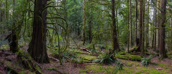 Büyülü Yağmur Ormanı 'nın güzel panoramik manzarası canlı bir kış gününde. Belcarra, Vancouver, British Columbia, Kanada 'da çekilmiş. Doğa Panorama Arkaplanı