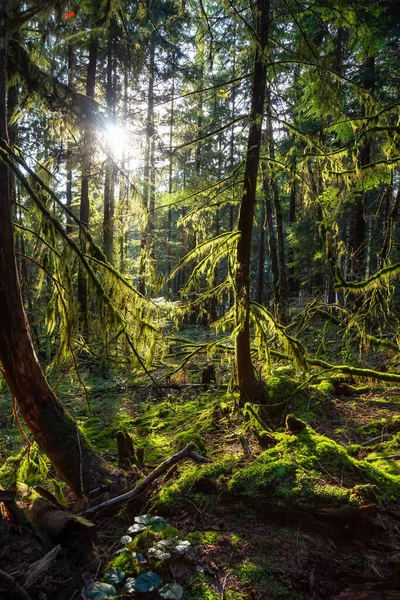 Прекрасний Вид Зачаровані Дощові Ліси Під Час Яскравого Сонячного Зимового — стокове фото