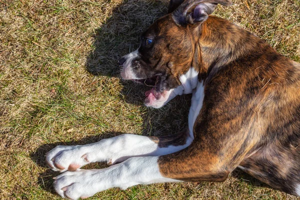 Lindo Adorable Boxer Puppy Dog Jugando Aire Libre Hierba Durante — Foto de Stock