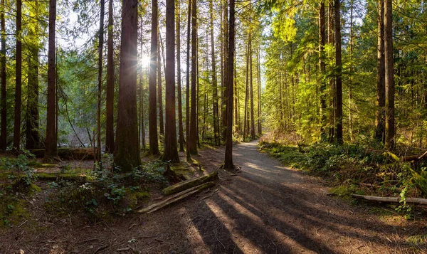 Hermoso Camino Colorido Vibrante Bosque Lluvioso Durante Día Soleado Invierno — Foto de Stock