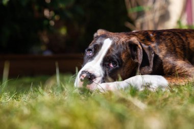 Sevimli ve Sevimli Bebek Boksör Köpeği canlı güneşli bir günde dışarıda oynuyor. Vancouver, British Columbia, Kanada 'da çekildi..