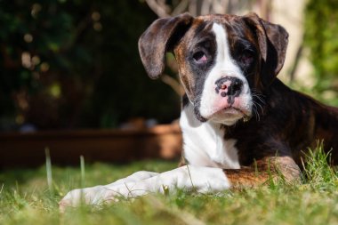 Sevimli ve Sevimli Bebek Boksör Köpeği canlı güneşli bir günde dışarıda oynuyor. Vancouver, British Columbia, Kanada 'da çekildi..