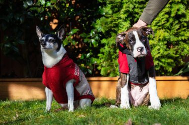 Sevimli ve Sevimli Bebek Boksör Köpeği canlı güneşli bir günde dışarıda oynuyor. Vancouver, British Columbia, Kanada 'da çekildi..
