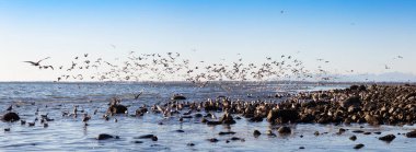 Güneşli bir kış günü, Rocky Pasifik Okyanusu kıyısında Büyük Kuş Sürüsü, Martılar Panoramik Manzarası. White Rock, Vancouver, British Columbia, Kanada 'da çekildi.