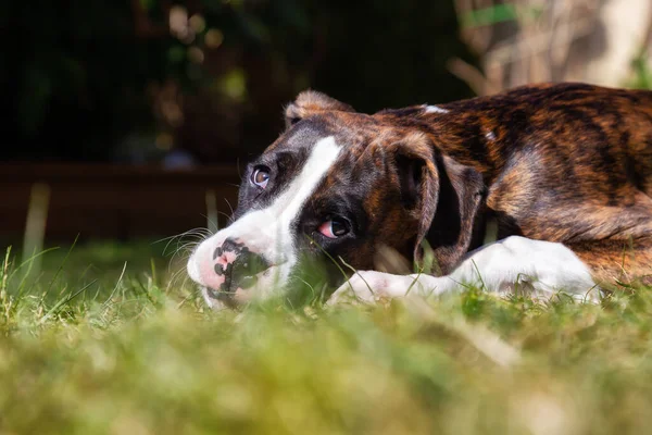 Lindo Adorable Bebé Boxeador Perro Jugando Exterior Durante Día Soleado — Foto de Stock