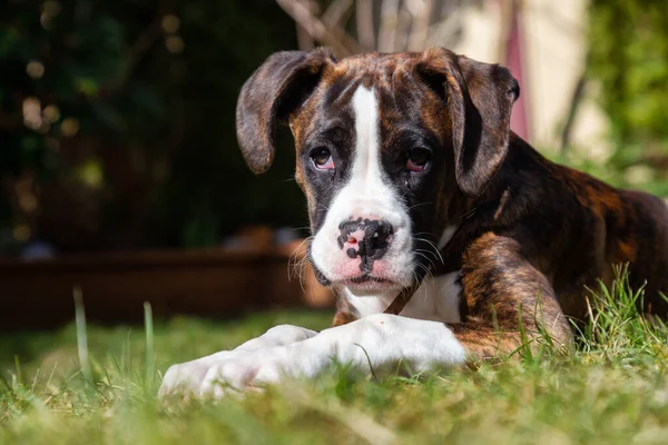 Aranyos Imádnivaló Baby Boxer Dog Játszik Kívül Egy Élénk Napsütéses — Stock Fotó