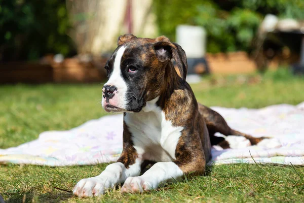 Lindo Adorable Bebé Boxeador Perro Jugando Exterior Durante Día Soleado — Foto de Stock