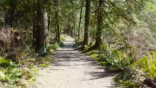 Belle voie dans la forêt tropicale colorée et vibrante 