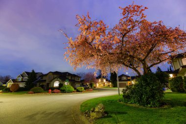 Kiraz Çiçeği ve Konut Mahallesindeki Evlerin Güzel Manzarası
