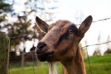 Çiftlikteki Bir Keçinin Sevimli ve Komik Portresi.