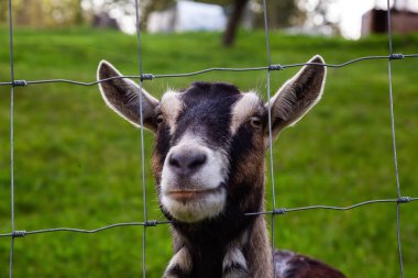 Çiftlikteki Bir Keçinin Sevimli ve Komik Portresi.