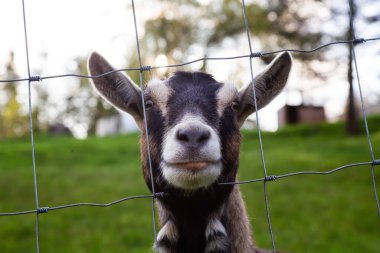 Çiftlikteki Bir Keçinin Sevimli ve Komik Portresi.