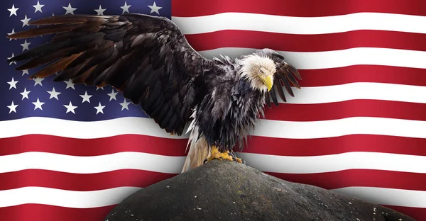 Skallig örn med nationell amerikansk flagga i bakgrunden. — Stockfoto