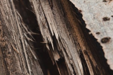 Split ağaç yakın çekim