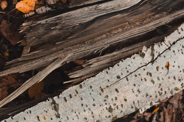 Árbol partido de cerca — Foto de Stock