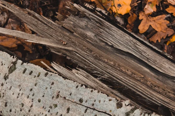 Rozdělení stromu zblízka — Stock fotografie