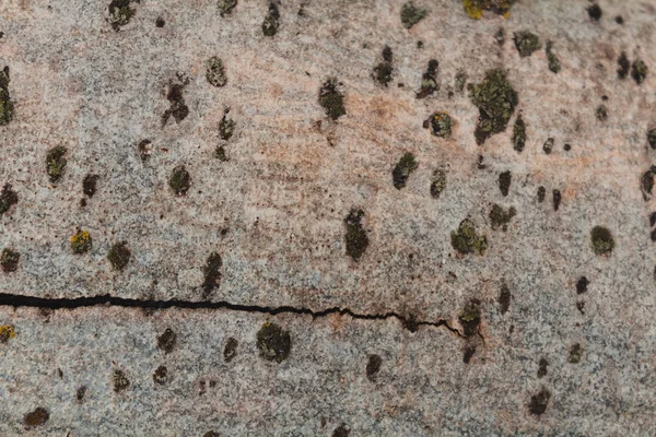 Tree bark photo, tree bark closeup, tree skin texture, old bark — Stock Photo, Image