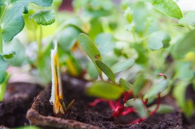 Küçük genç fidan