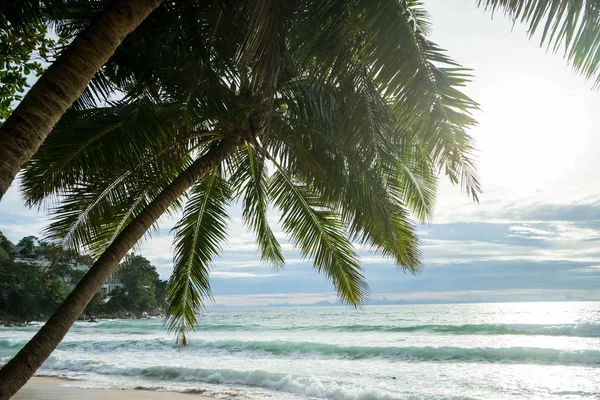 Hindistan cevizi ağaçları Güney Tayland Phuket plaj