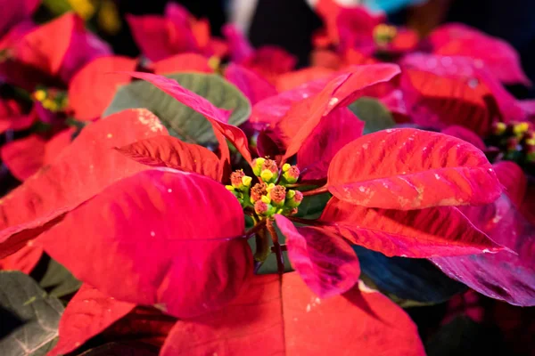 Noel Poinsettia yaprakları