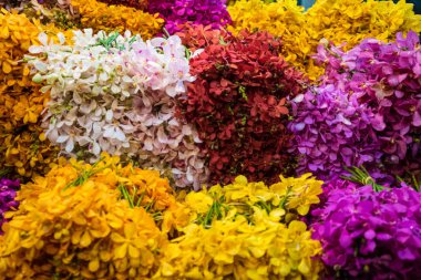 Birkaç benzersiz olarak Bangkok çiçek pazarı teklif orkide renkli