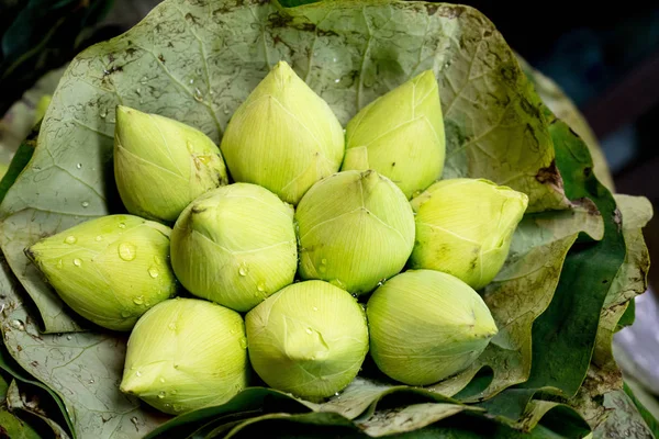 Güzel yeşil lotus bud lotus yaprakları 