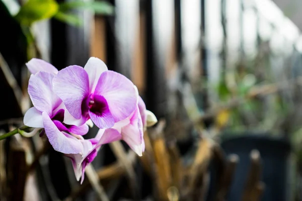 Bella orchidea viola in giardino — Foto Stock