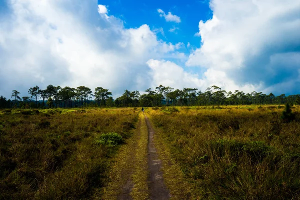 Mavi gökyüzü ve bulutu ile Meadow Path, Phu Kradueng Ulusal Parkı, Tayland