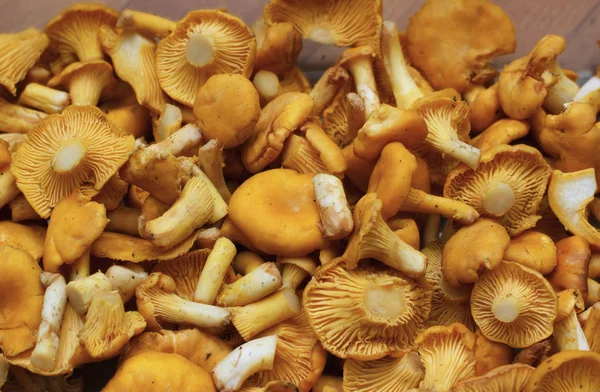 Küçük portakal Cantharellus cibarius mantar portre.