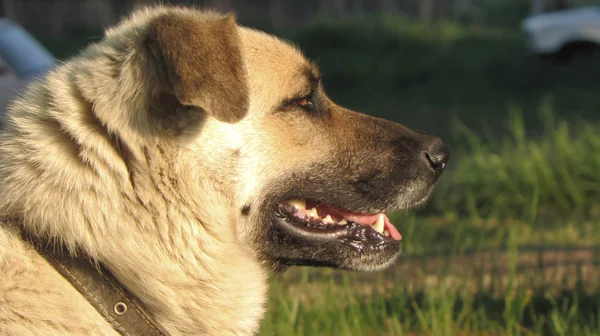 köpek yakın çekim