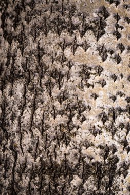 huş ağacı kabuğunun dokusu