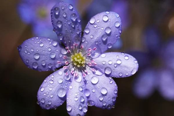 bir çiçek anemone çiy