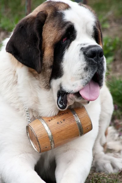 Alp St. Bernard köpeği