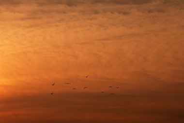 kuşlara karşı turuncu gökyüzü