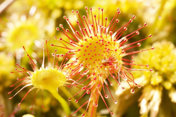 Aç çiçek sundew 2