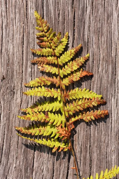 Feuille de fougère à bord — Photo